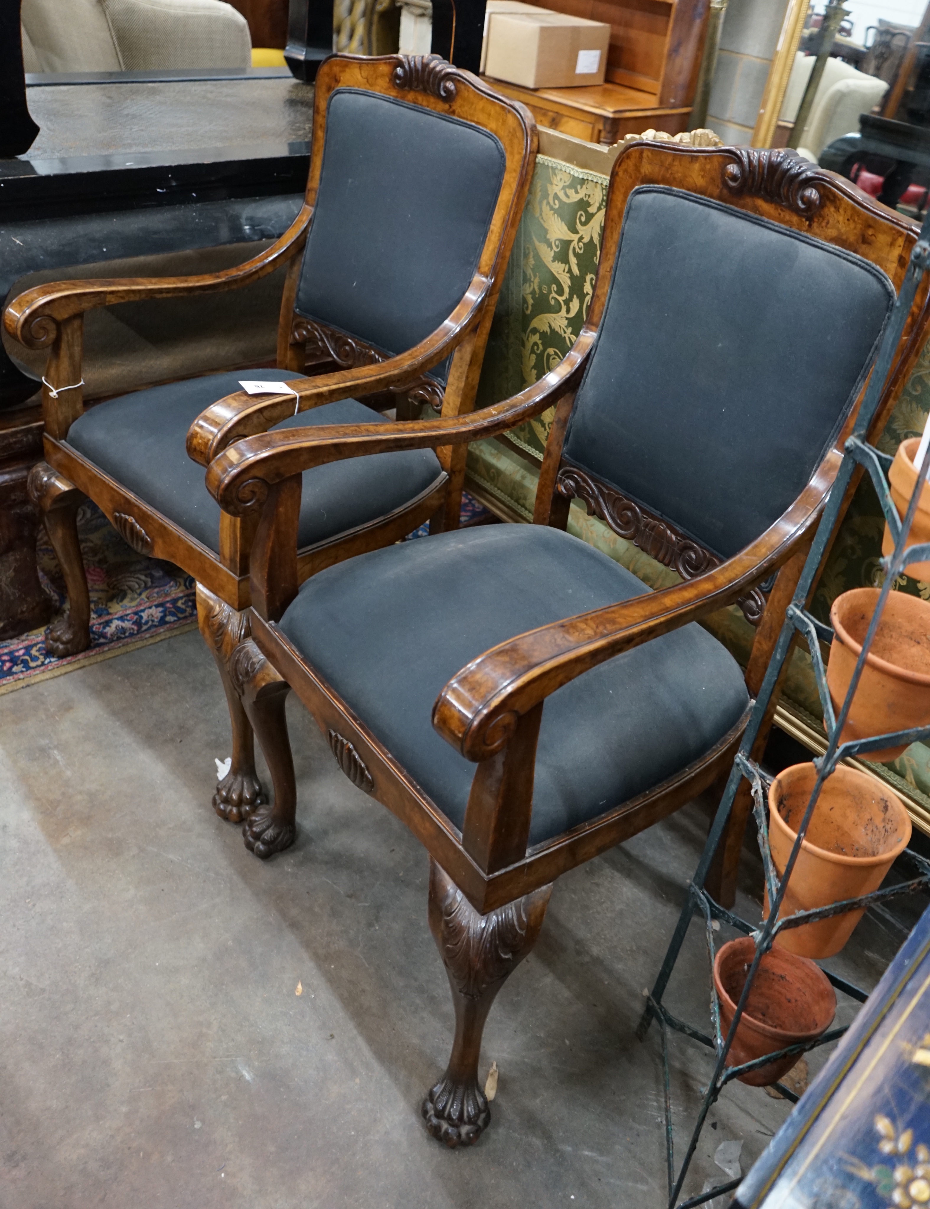 A pair of George II style burr walnut elbow chairs, on lions paw feet, width 58cm, depth 70cm, height 112cm